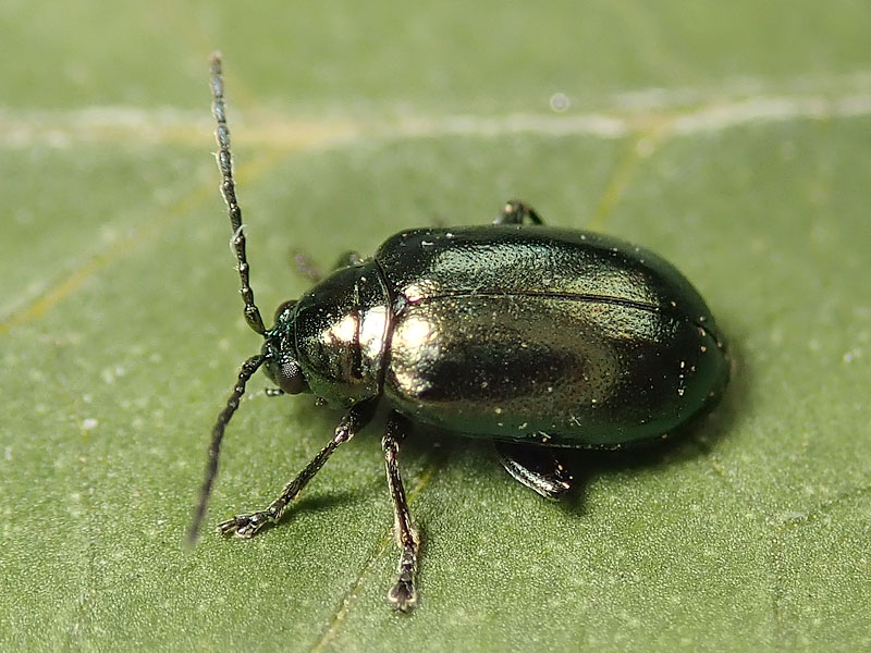 Chrysomelidae: Altica sp.